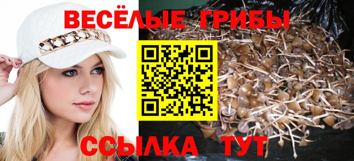 Новозыбков  Псилоцибиновые грибы GOLDEN TEACHER  Псилоцибиновые грибы прущие грибы  Вход с VPN 